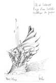 LE PARFUM - Projet de sculpture monumentale pour la ville de GRASSE - Crayon sur papier - Dessin de Michel BECKER Vue latérale